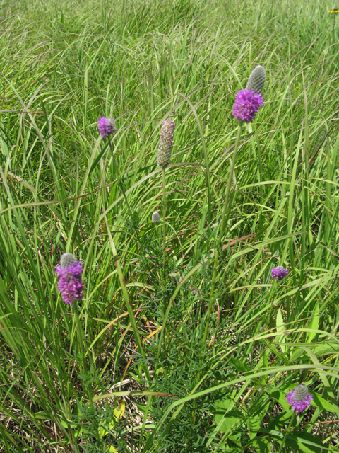 Dalea purpurea var. purpurea (Purple prairie clover) #28362
