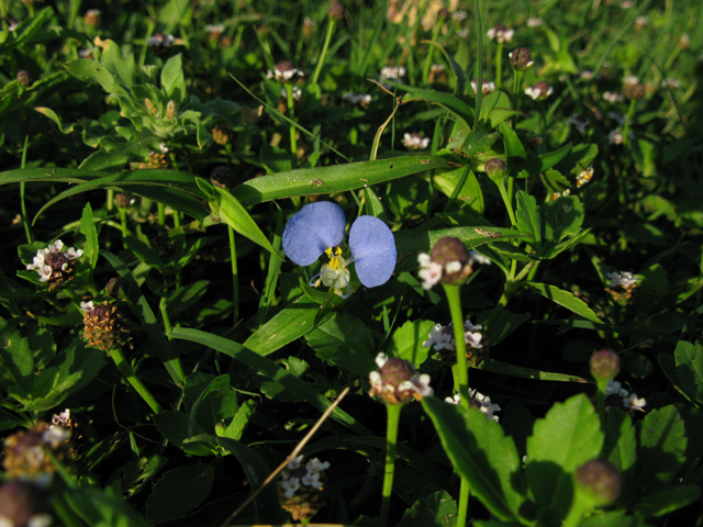 Commelina erecta (Dayflower) #28404