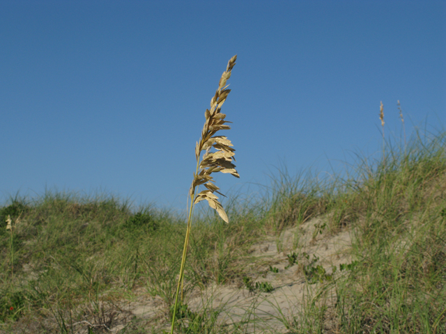 Uniola paniculata (Sea oats) #28415