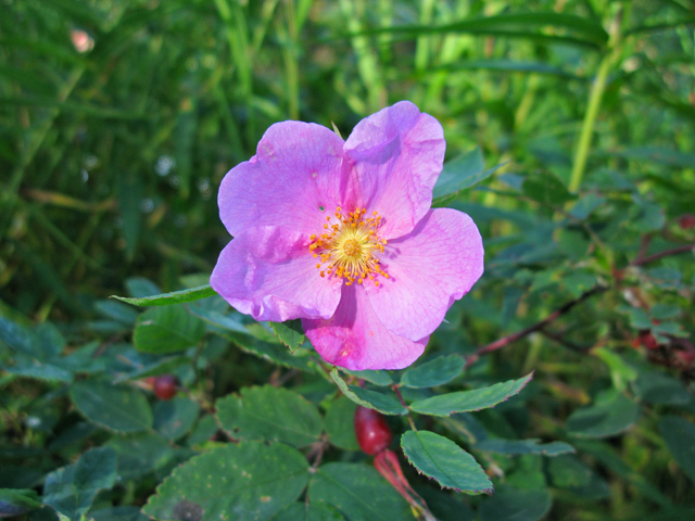 Rosa acicularis (Prickly rose) #30394