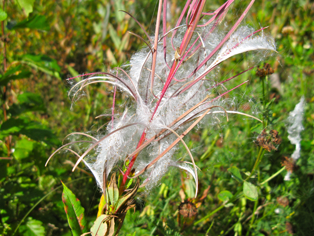 Chamerion angustifolium ssp. angustifolium (Fireweed) #30396