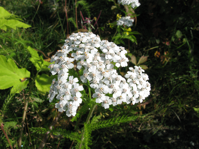Achillea millefolium var. borealis (Boreal yarrow) #30412