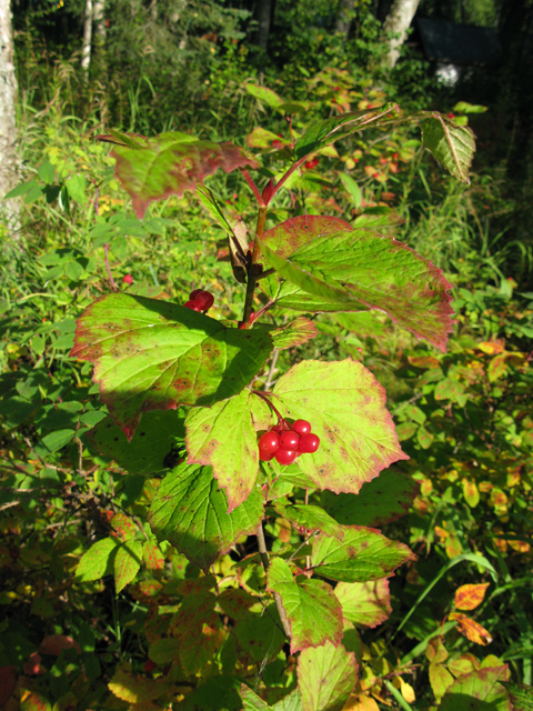 Viburnum edule (Squashberry) #30427