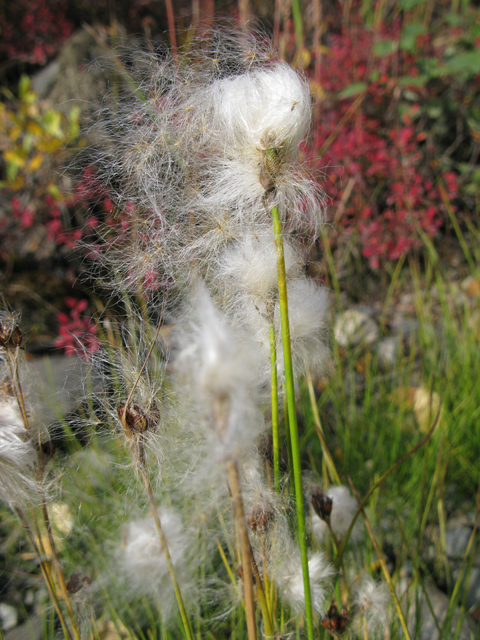 Eriophorum scheuchzeri (White cottongrass) #30432
