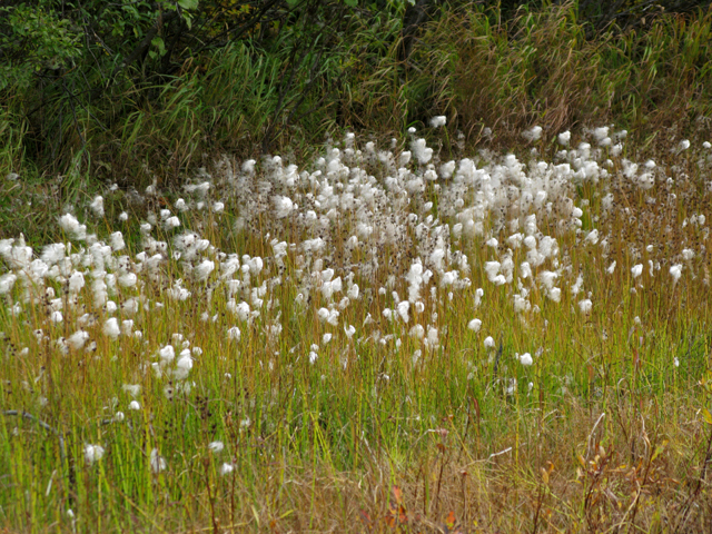 Eriophorum scheuchzeri (White cottongrass) #30436