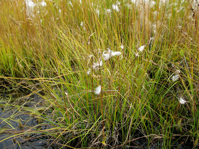 Eriophorum scheuchzeri (White cottongrass) #30437