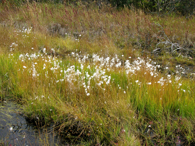 Eriophorum scheuchzeri (White cottongrass) #30438