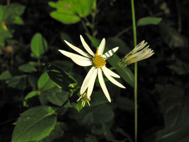 Eurybia divaricata (White wood aster) #30446