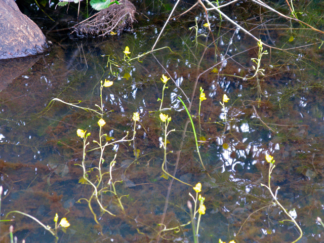 Utricularia macrorhiza (Common bladderwort) #77062