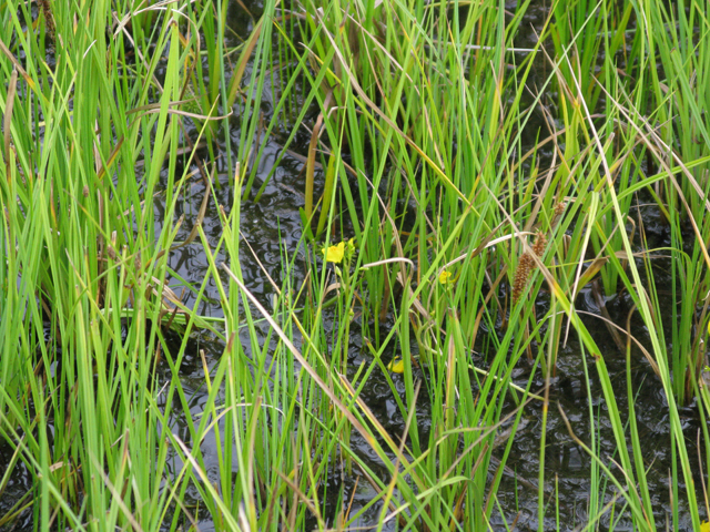Utricularia macrorhiza (Common bladderwort) #77067