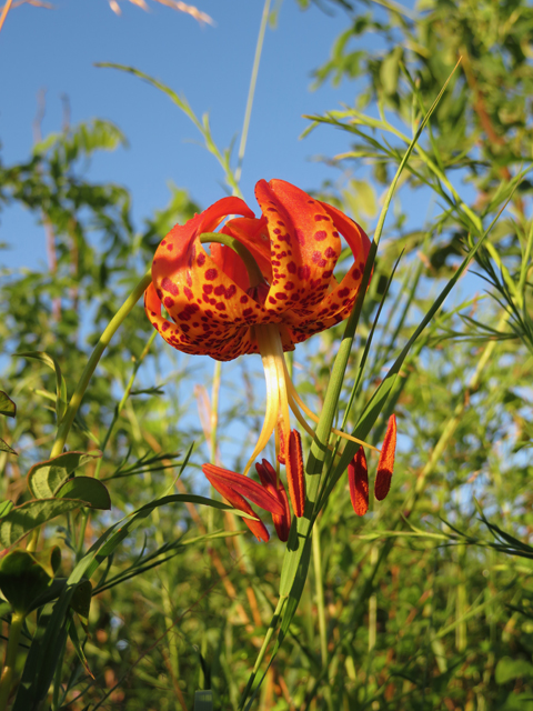 Lilium michauxii (Carolina lily) #77122