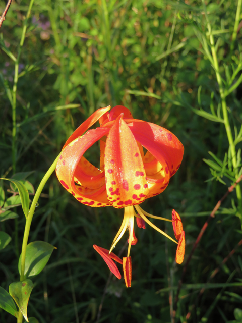 Lilium michauxii (Carolina lily) #77123