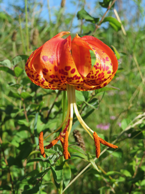 Lilium michauxii (Carolina lily) #77124