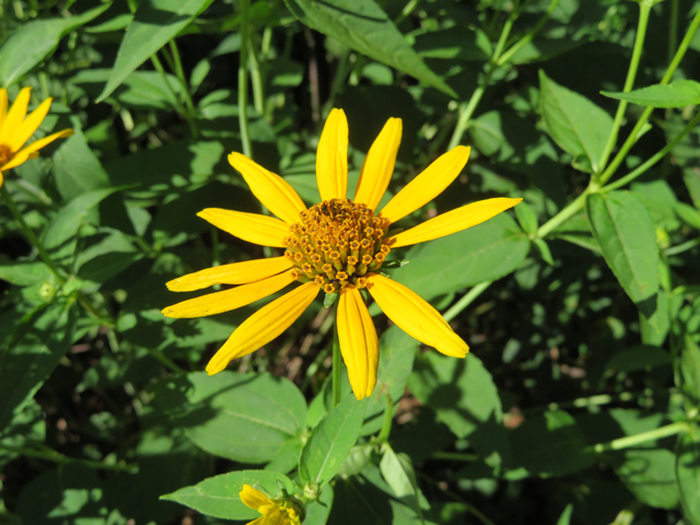 Helianthus divaricatus (Woodland sunflower) #77127