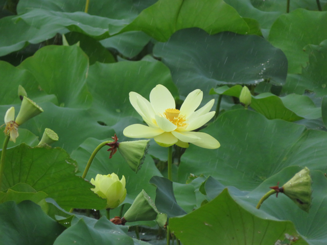 Nelumbo lutea (American lotus) #77180