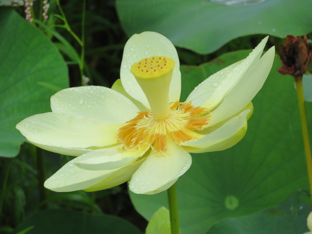 Nelumbo lutea (American lotus) #77182