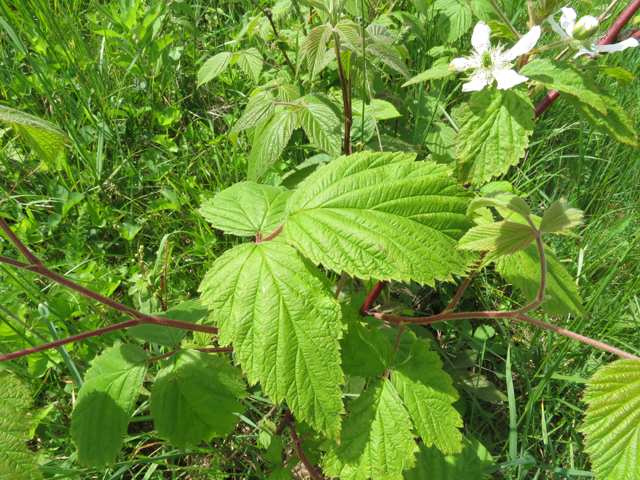Rubus allegheniensis (Allegheny blackberry) #77211