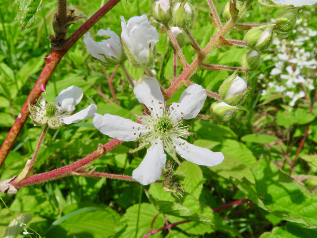 Rubus allegheniensis (Allegheny blackberry) #77213