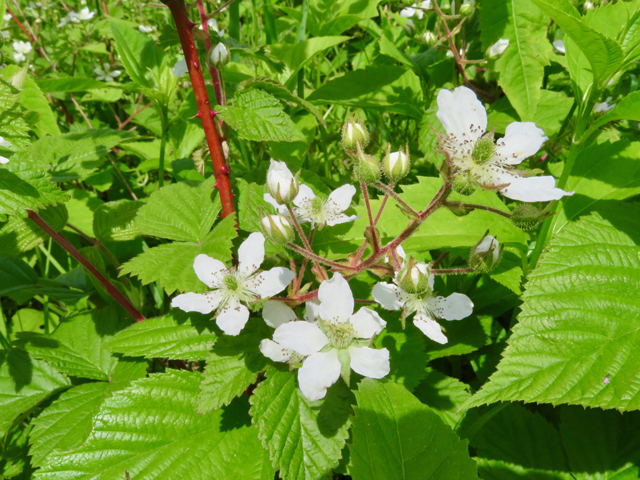 Rubus allegheniensis (Allegheny blackberry) #77214
