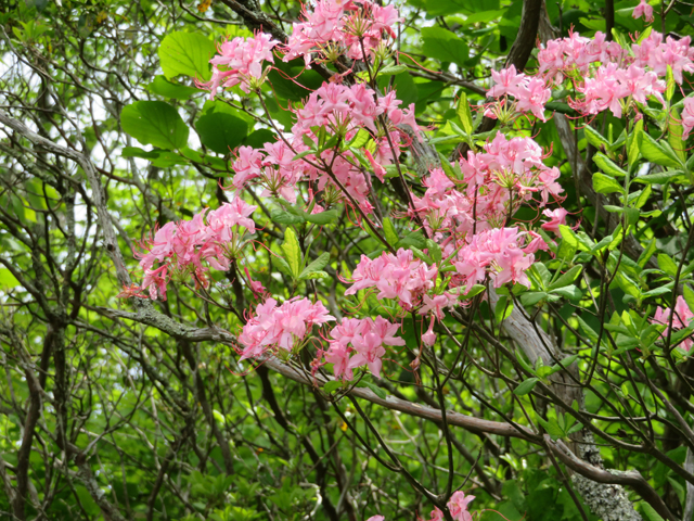 Rhododendron prinophyllum (Early azalea) #77220