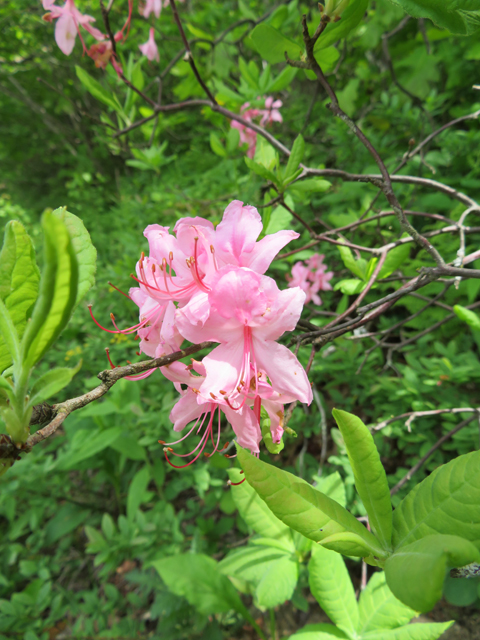 Rhododendron prinophyllum (Early azalea) #77221