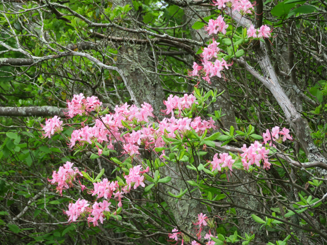 Rhododendron prinophyllum (Early azalea) #77222