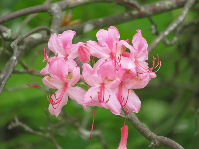Rhododendron prinophyllum (Early azalea) #77223