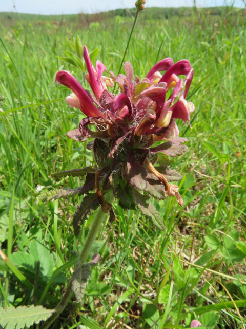 Pedicularis canadensis (Canadian lousewort) #77231