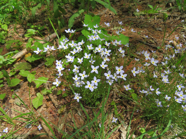 Houstonia caerulea (Azure bluet) #77242