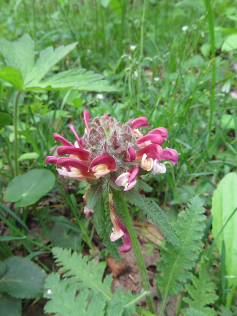 Pedicularis canadensis (Canadian lousewort) #77244