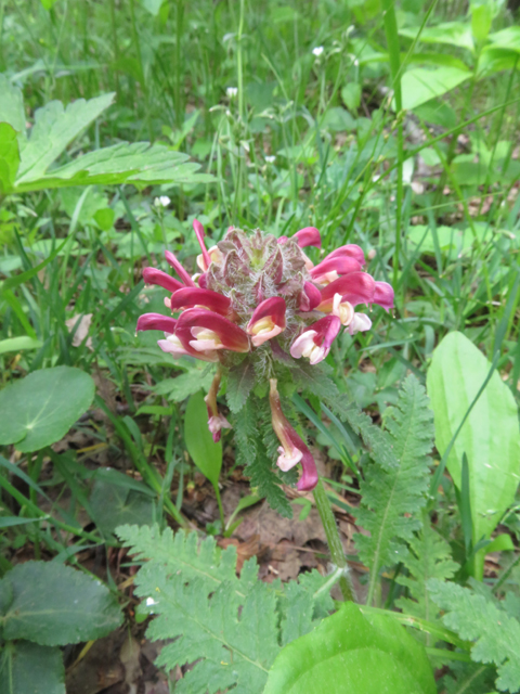 Pedicularis canadensis (Canadian lousewort) #77245