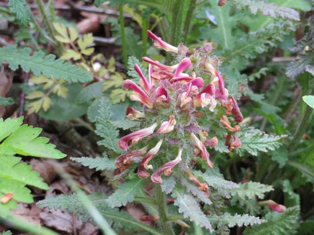 Pedicularis canadensis (Canadian lousewort) #77246