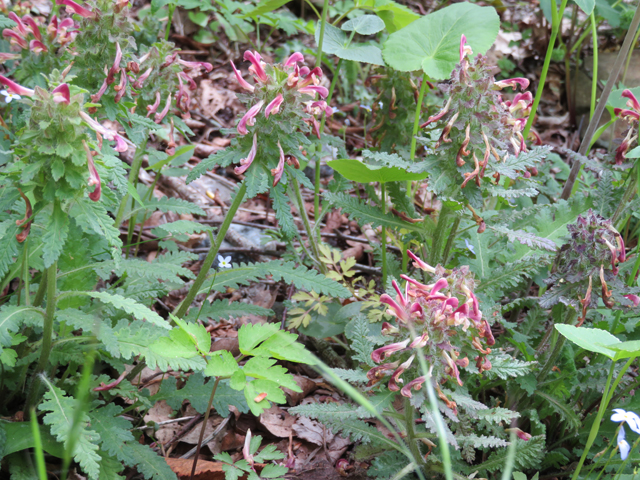 Pedicularis canadensis (Canadian lousewort) #77247