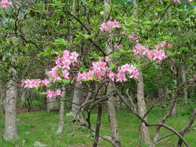 Rhododendron prinophyllum (Early azalea) #77261