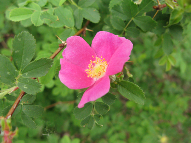 Rosa acicularis (Prickly rose) #77286