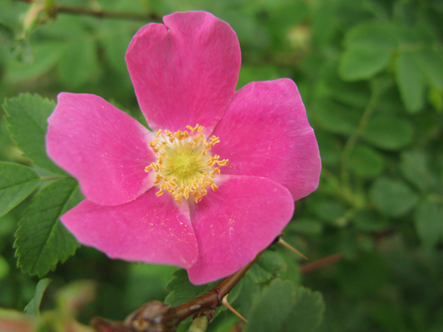 Rosa acicularis (Prickly rose) #77287