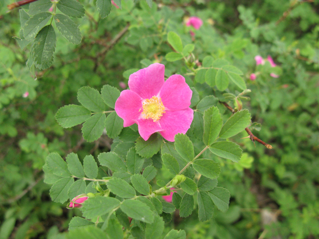 Rosa acicularis (Prickly rose) #77289