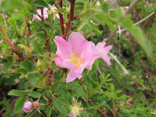 Rosa acicularis (Prickly rose) #77290