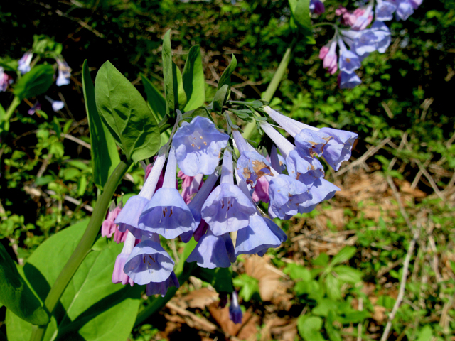 Mertensia virginica (Virginia bluebells) #77309