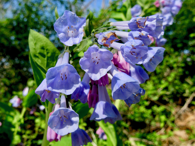 Mertensia virginica (Virginia bluebells) #77310