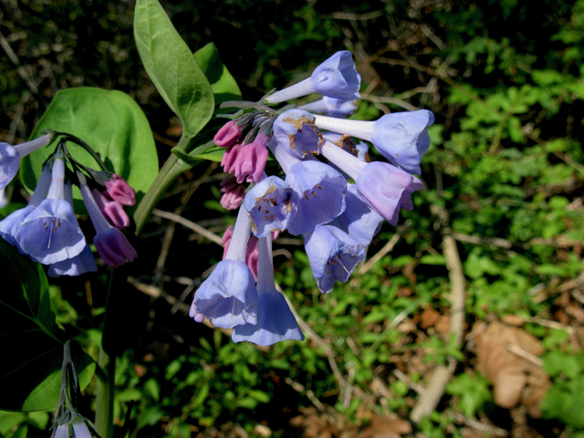 Mertensia virginica (Virginia bluebells) #77311