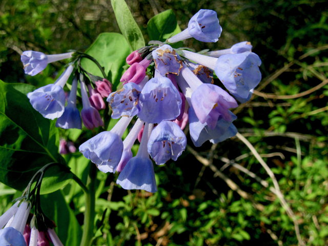 Mertensia virginica (Virginia bluebells) #77312
