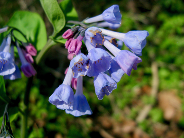 Mertensia virginica (Virginia bluebells) #77314