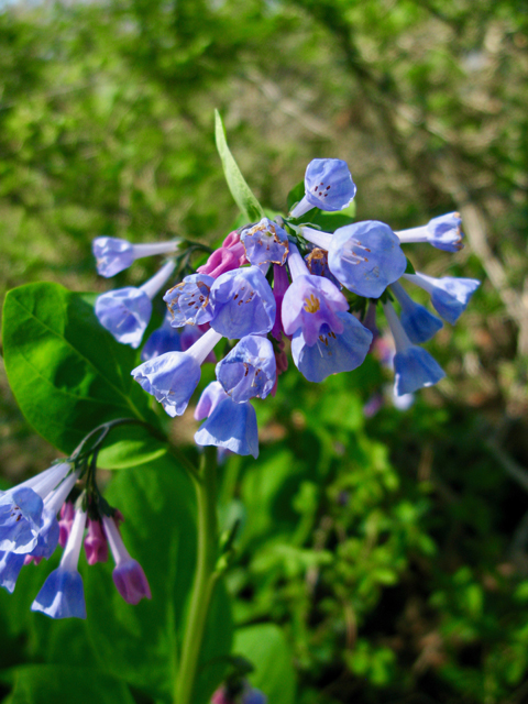 Mertensia virginica (Virginia bluebells) #77315