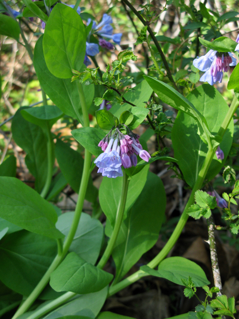 Mertensia virginica (Virginia bluebells) #77316