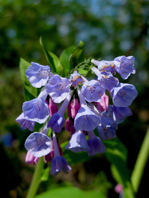 Mertensia virginica (Virginia bluebells) #77319