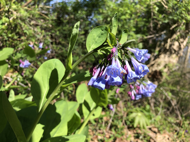 Mertensia virginica (Virginia bluebells) #77322