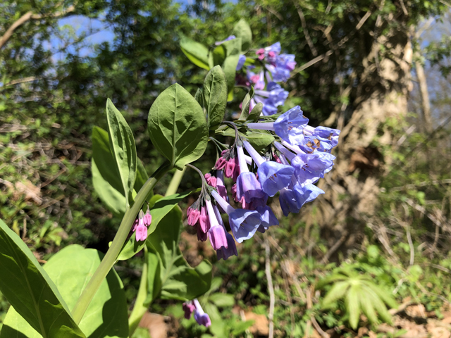 Mertensia virginica (Virginia bluebells) #77323