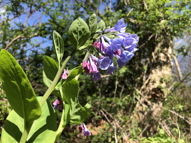 Mertensia virginica (Virginia bluebells) #77324