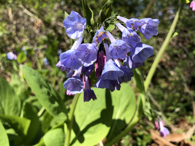 Mertensia virginica (Virginia bluebells) #77326